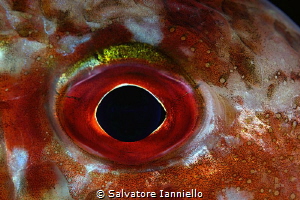 eye by Salvatore Ianniello 